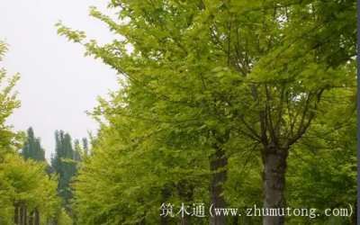 木材基础知识21--白榆木